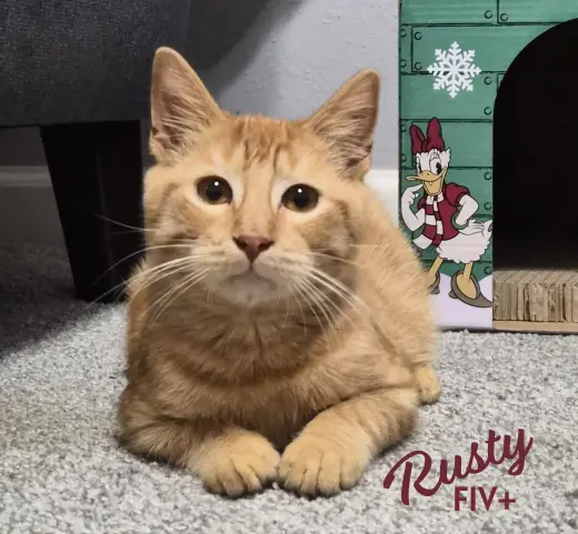 Rusty #friendly-ginger-boy