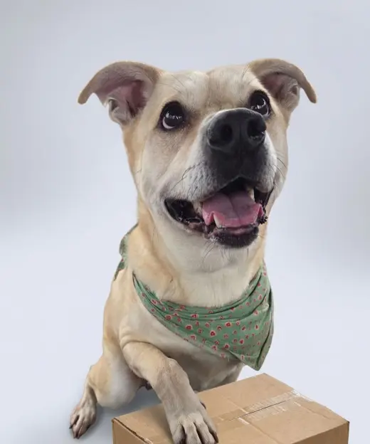 Gus