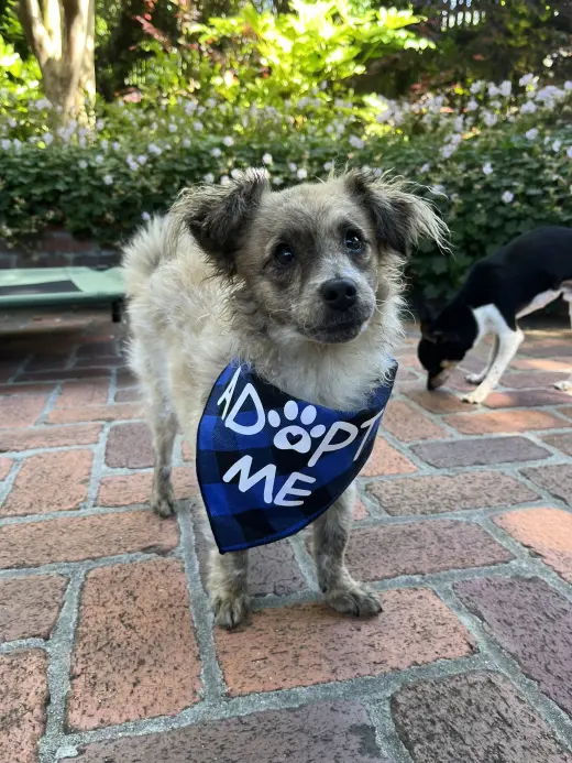 Birdie and Minnie BONDED PAIR BLIND DOGS