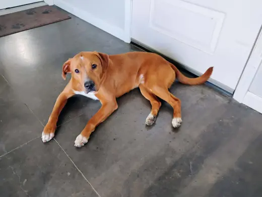Bruno