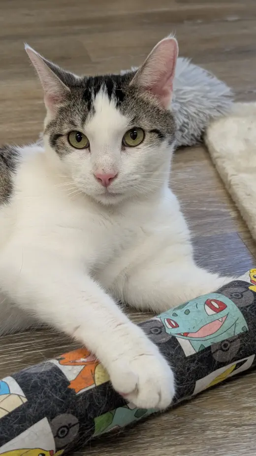 Louie
