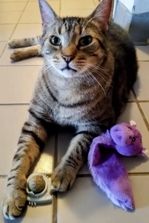 Buddy