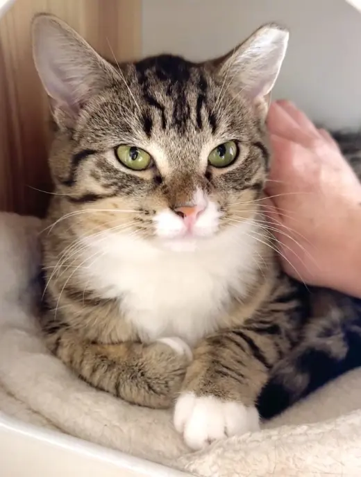 Trinket & Tchotchke - twin tabby kittens