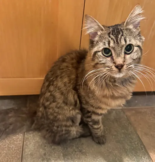 SAMWISE #1755n - Offered by Owner - Young Female