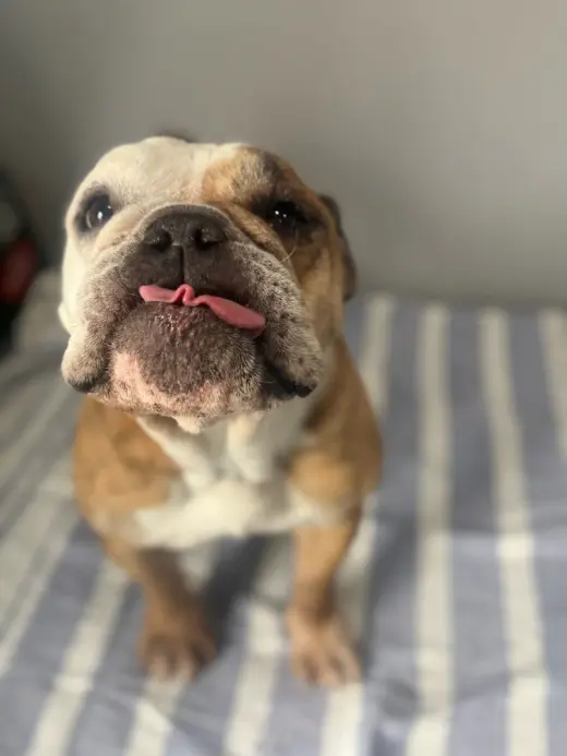 Lola