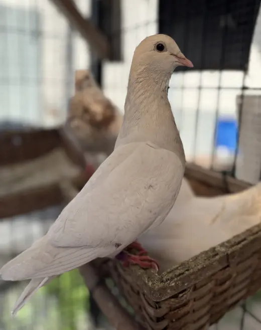 Percy