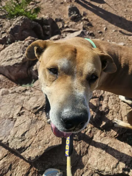 Sampson (Courtesy post)