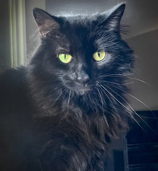 Morticia