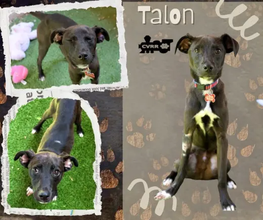 Talon