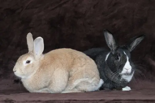 Potato & Pepper (bonded pair)