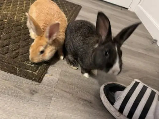 Pepper (part of bonded pair)