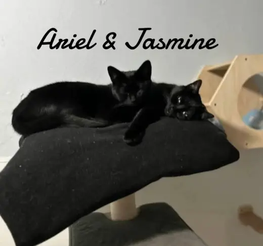 Ariel & Jasmine