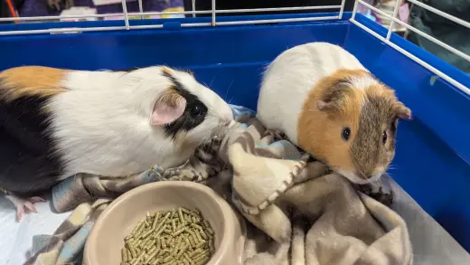 Speedy and Fluffy