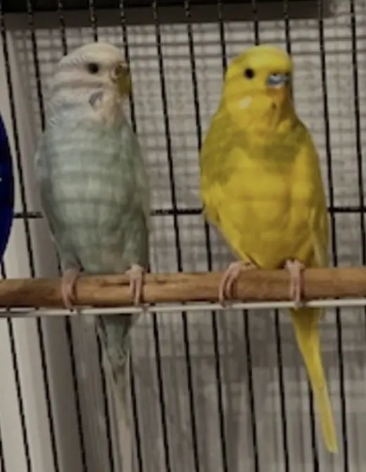 Arie & Blue