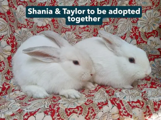 SHANIA