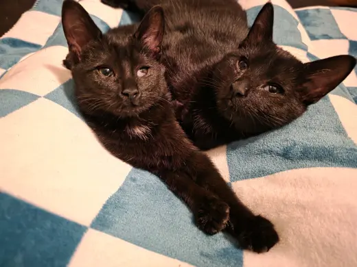 C308 Litter Muncy❤️ (bonded to Maureen)