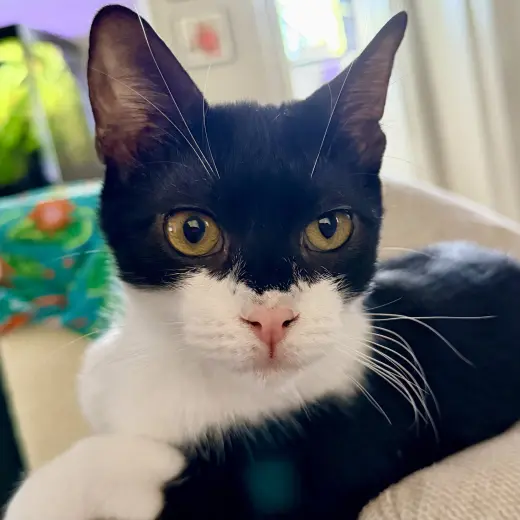 Simon