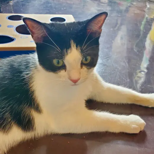 Feta