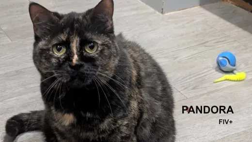 Pandora