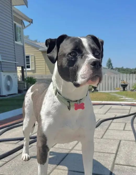 Daisy June