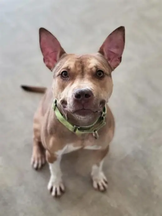 MIMI