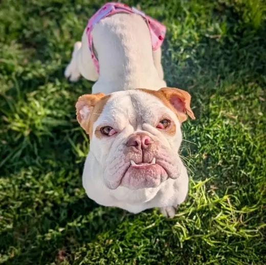 Peaches