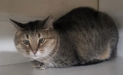 Kitty (Front Declawed)
