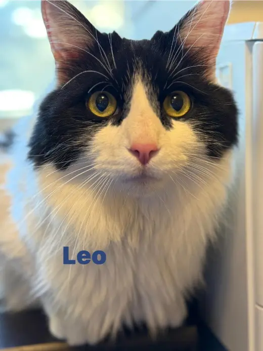 Leo