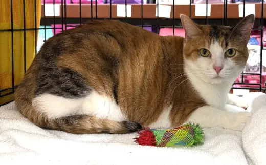 Mia