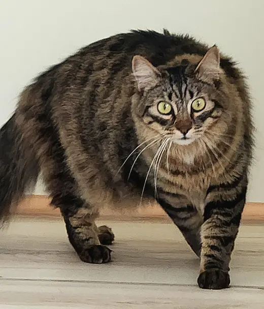 Dalton
