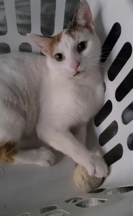 Chanel - FIV+