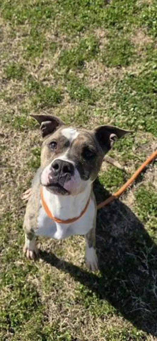 PENNY AKA TIPPY
