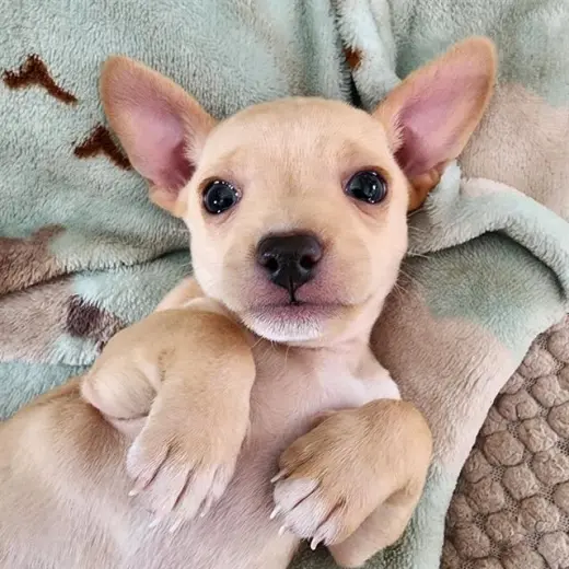 LITTLEFOOT