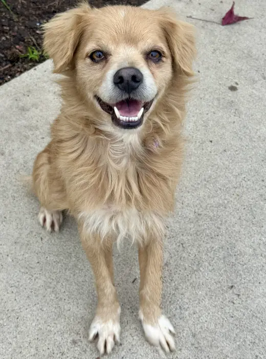 Buddy