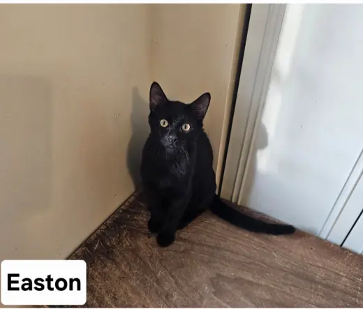 Easton.     ML