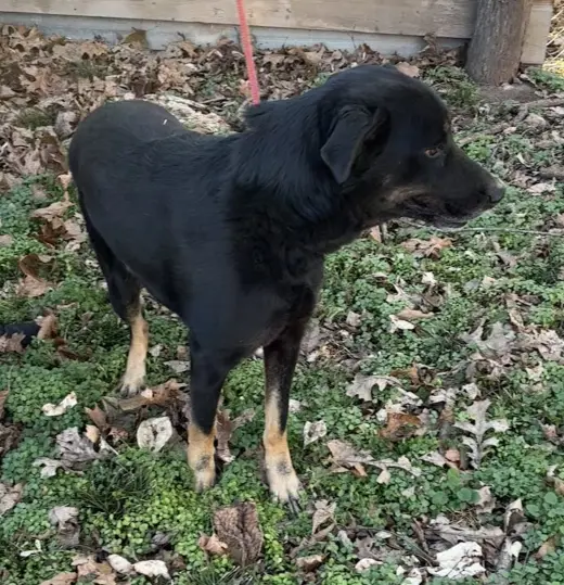 Max