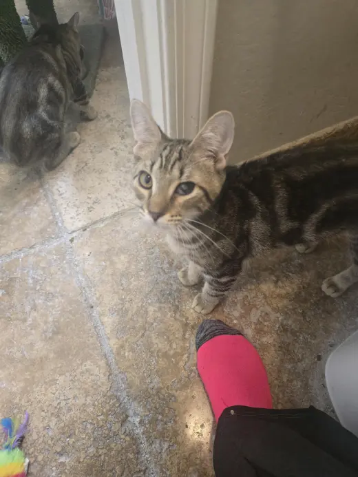 Chico
