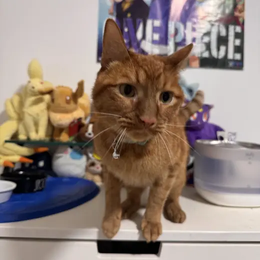 Simba