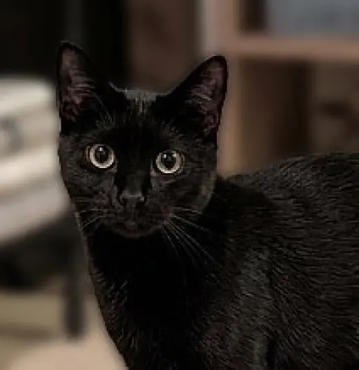 Barn Cat/Mouser: Freddy