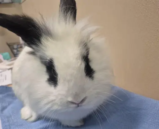 PANDY