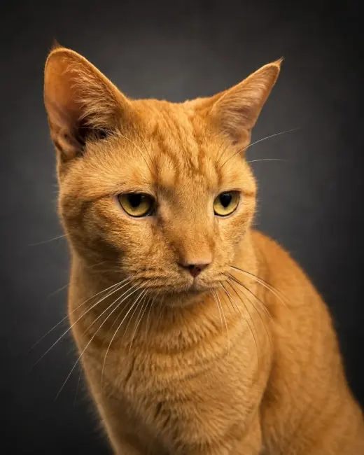 Junior