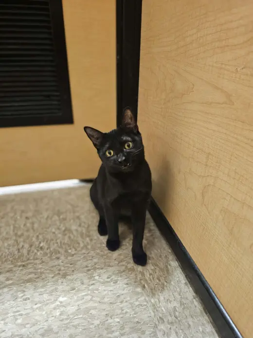 Ebony