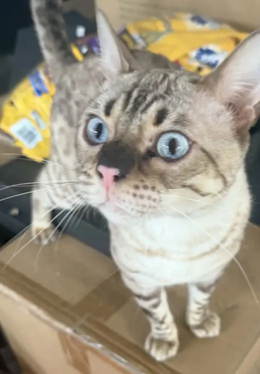 Chaos (Kitty)