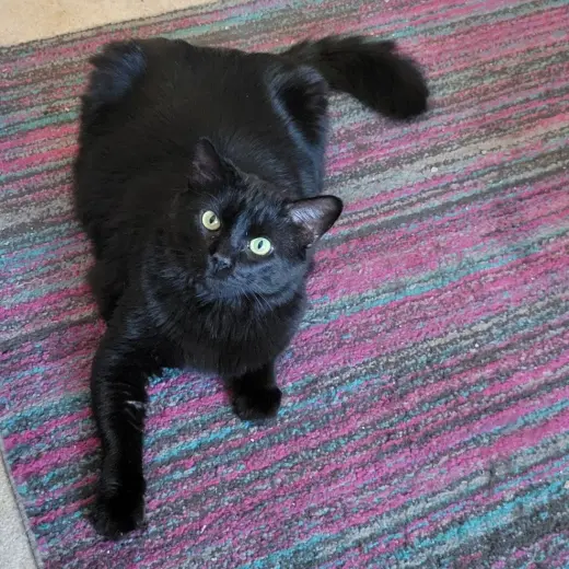 Cash (Handsome Lovebug!)