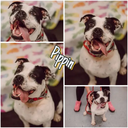 Pippin - Fee Waived - Long Term Resident