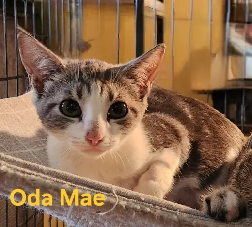 Oda Mae