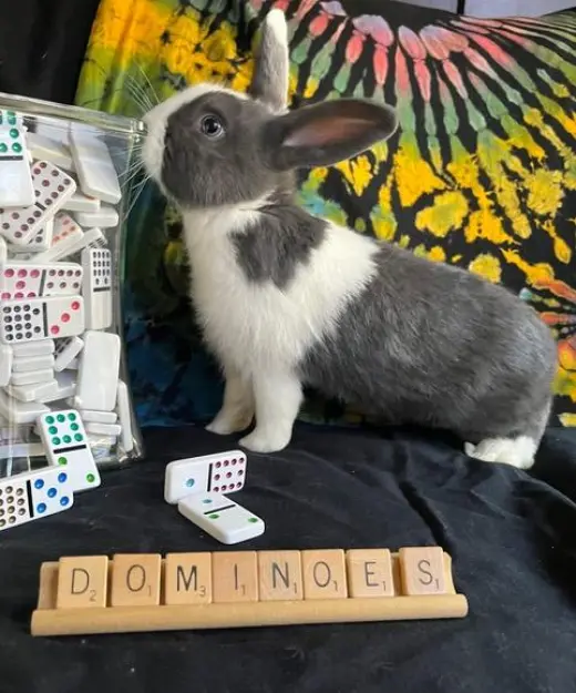 Dominoes