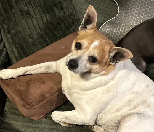 Bruiser