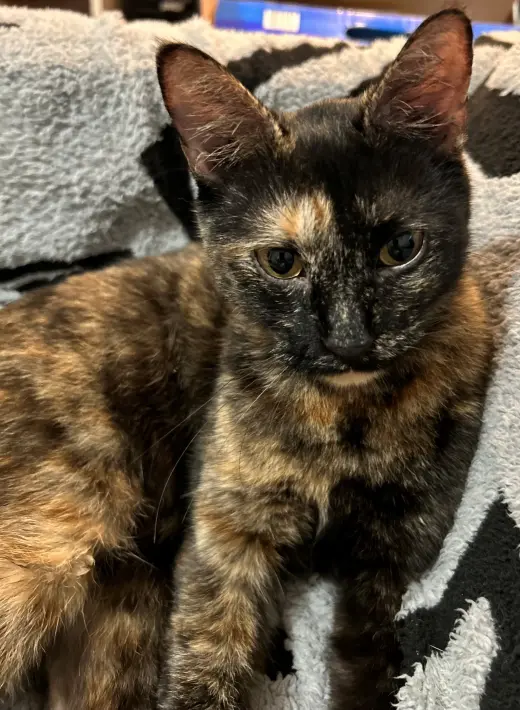 PEPPER