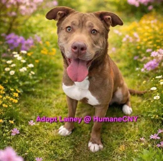Lainey